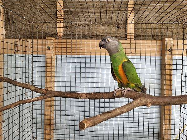senegal-poicephalus-parrots-for-sale-in-richmond-va