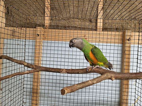mature-senegal-poicephalus-parrots-for-sale