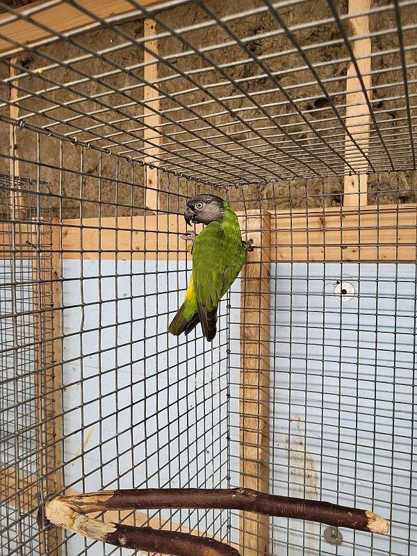 senegal-poicephalus-parrots-for-sale