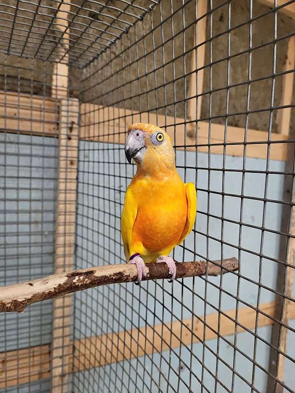 yellow-bird-for-sale-in-richmond-va