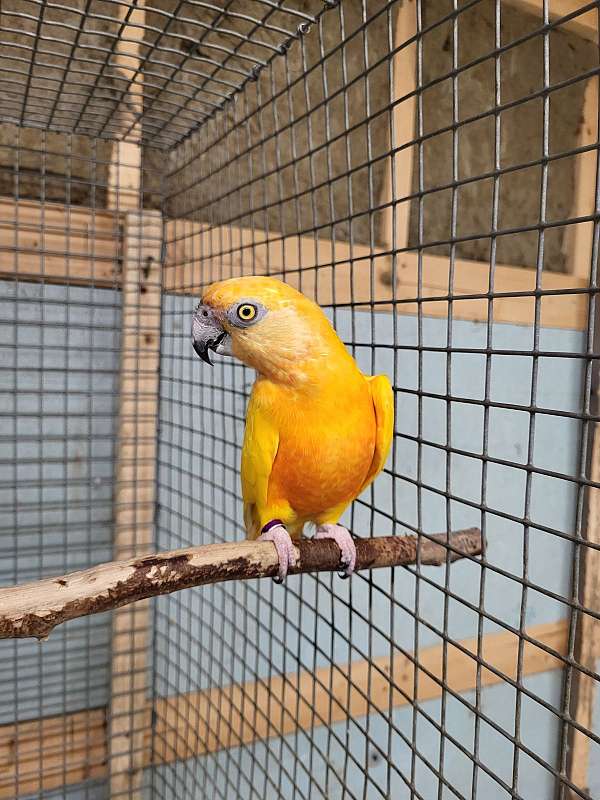 senegal-poicephalus-parrots-for-sale