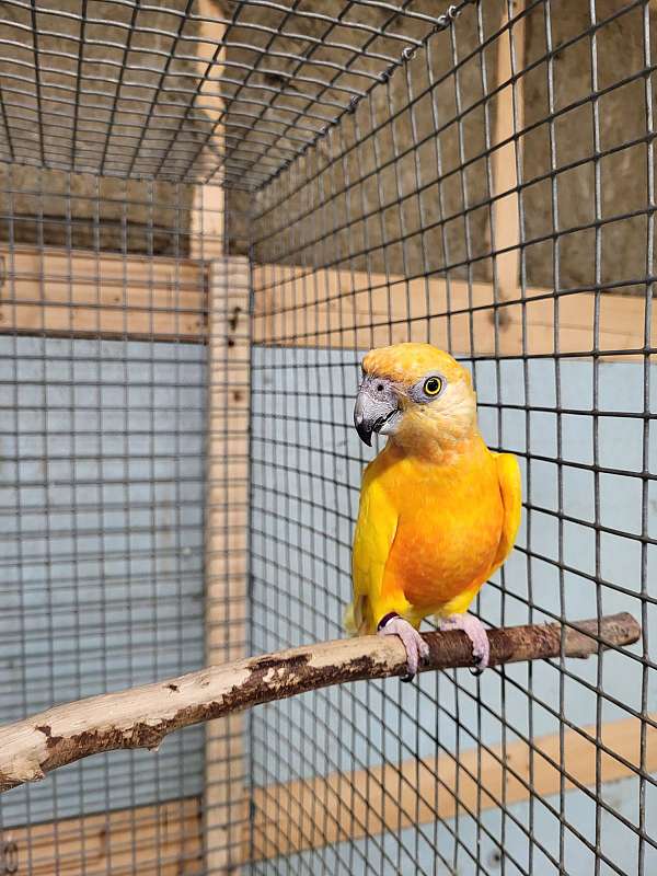 senegal-poicephalus-parrots-for-sale-in-richmond-va