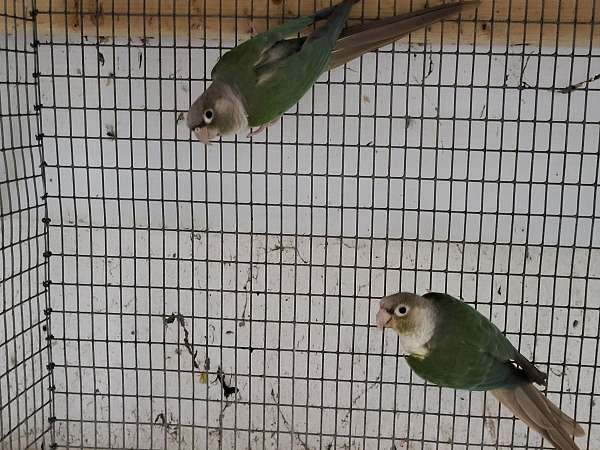green-pastel-bird-for-sale-in-richmond-va