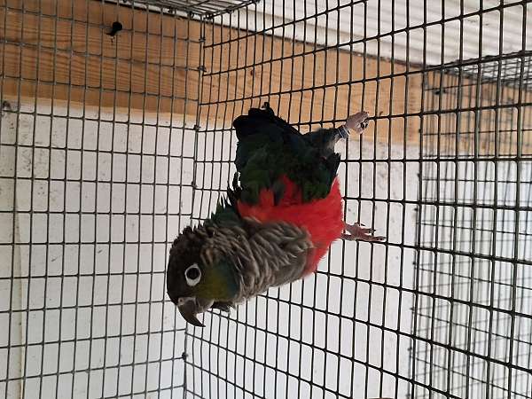 crimson-bird-for-sale-in-richmond-va