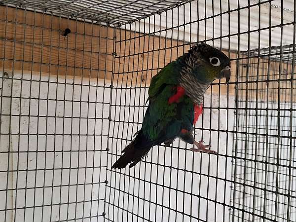 crimson-bellied-conure-for-sale