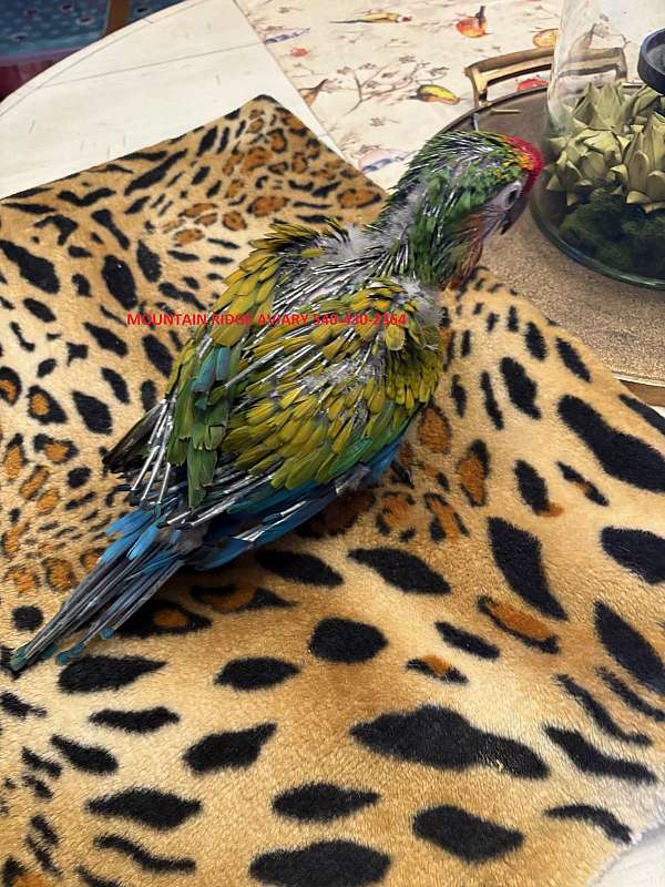 macaw-for-sale