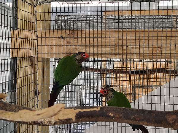 adult-roseifrons-conure-for-sale