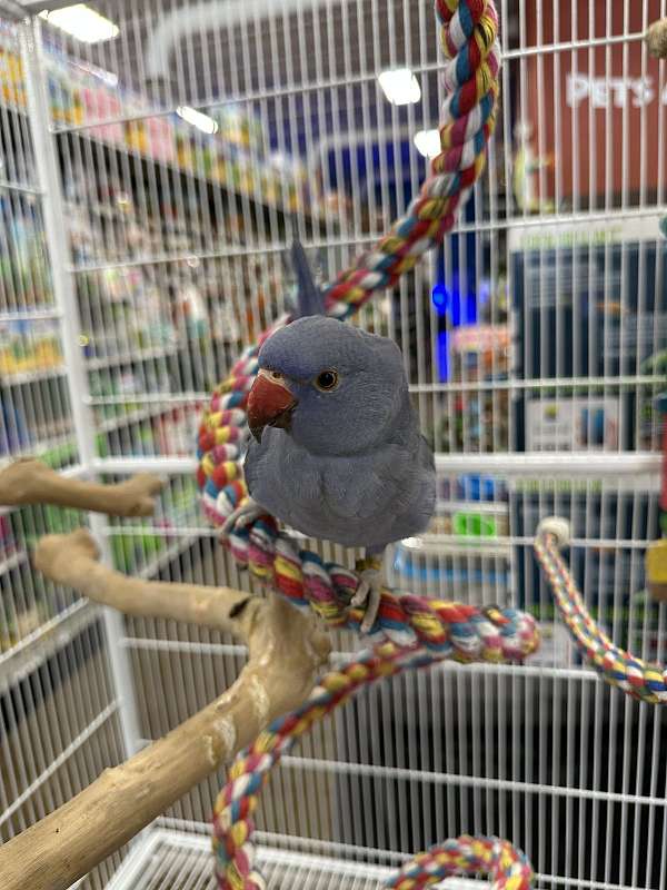 parakeet-ringneck-parakeet-for-sale-in-north-huntingdon-pa