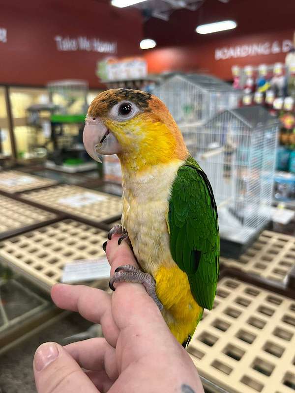 caique-for-sale