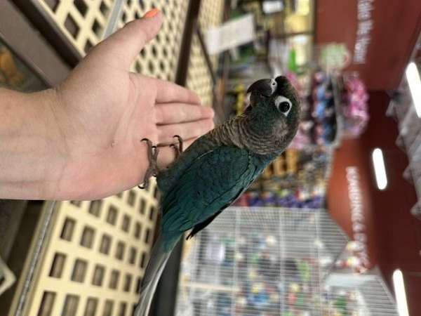 conure-green-cheek-conure-for-sale-in-north-huntingdon-pa