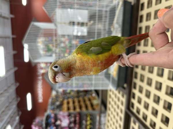 green-pineapple-bird-for-sale-in-north-huntingdon-pa