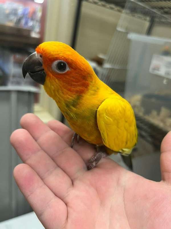 conure-for-sale