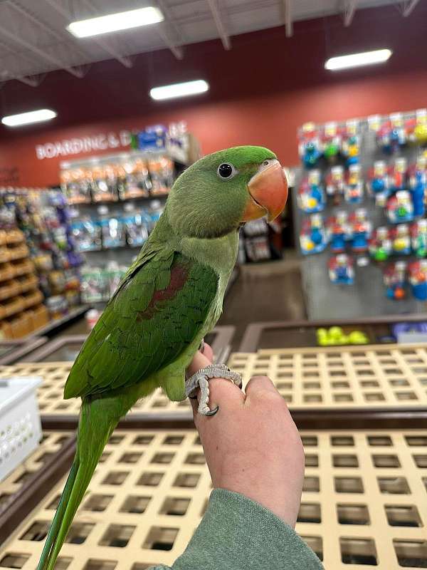 parakeet-for-sale