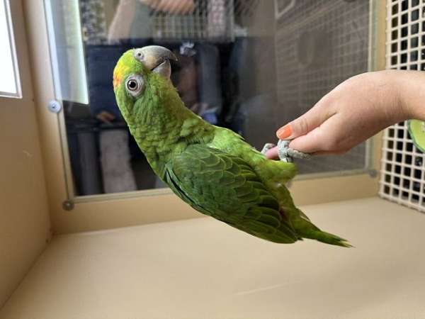 amazon-parrot-for-sale
