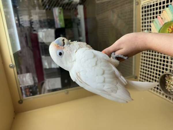 orange-yellow-cockatoo-for-sale