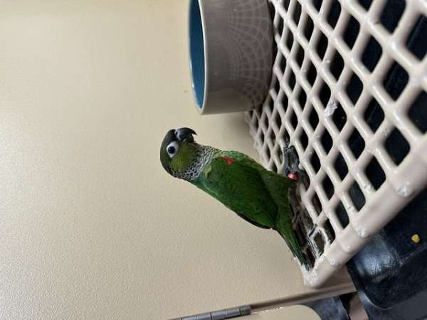 conure-black-capped-conure-for-sale-in-north-huntingdon-pa