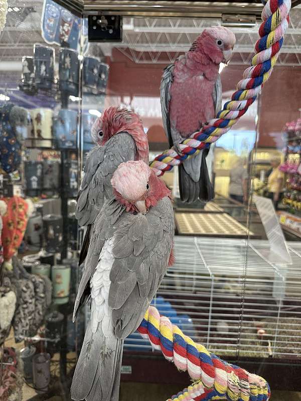 grey-pink-bird-for-sale-in-north-huntingdon-pa