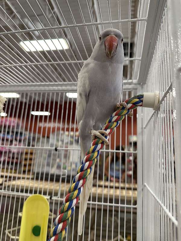 purple-white-bird-for-sale-in-north-huntingdon-pa