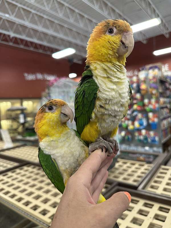 caique-for-sale