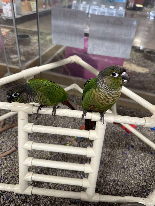 conure-for-sale