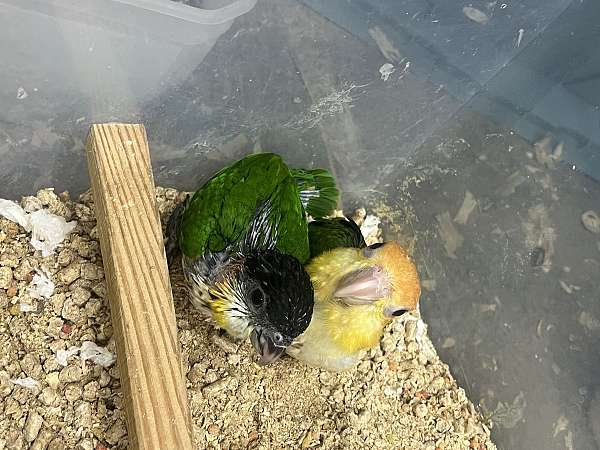 caique-for-sale-in-toney-al