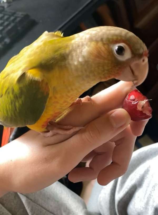 conure-for-sale-in-burnsville-nc