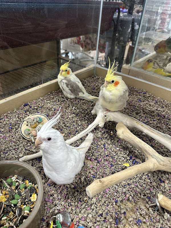 cockatiel-for-sale