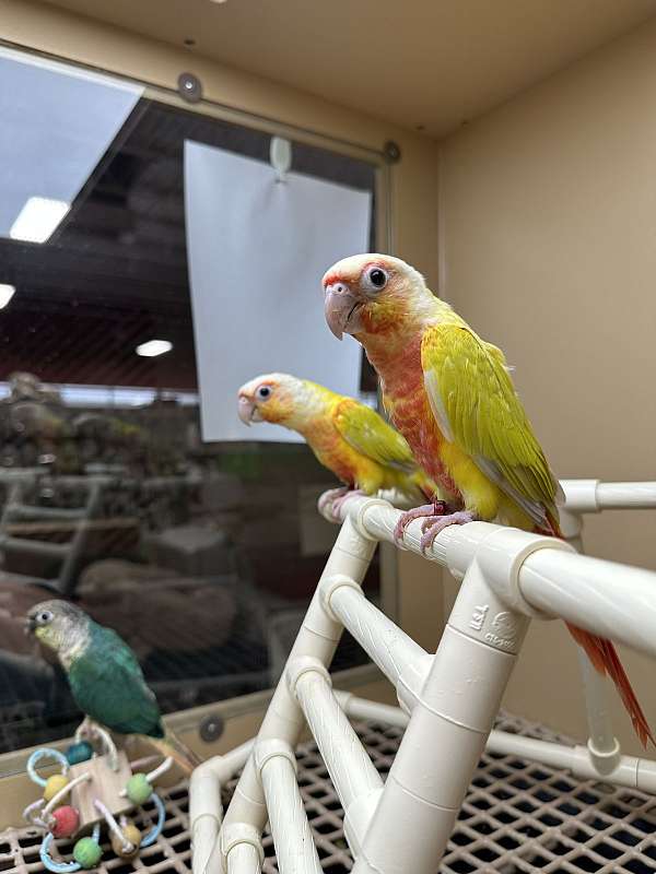 conure-for-sale