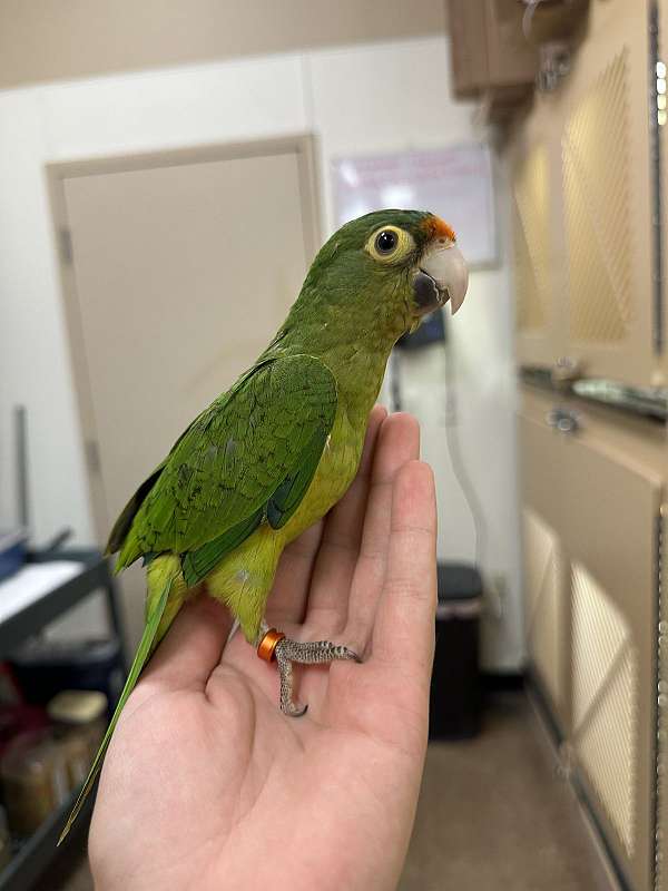 green-peach-bird-for-sale-in-north-huntingdon-pa