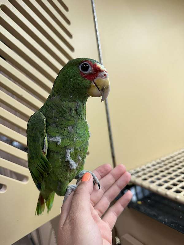 amazon-parrot-for-sale