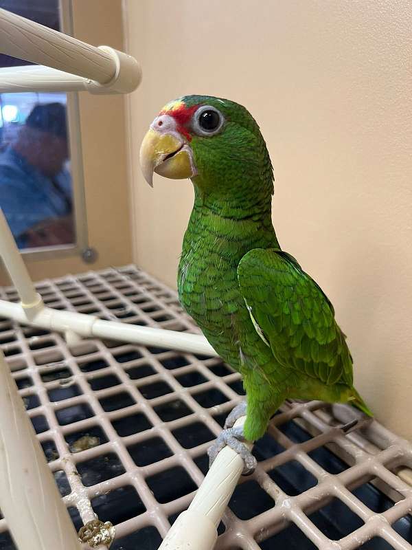 amazon-parrot-for-sale
