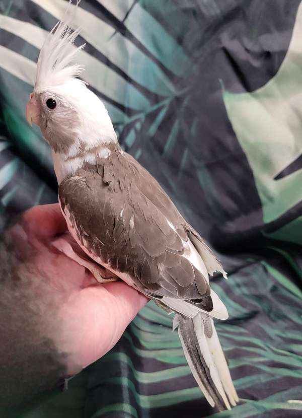cockatiel-for-sale