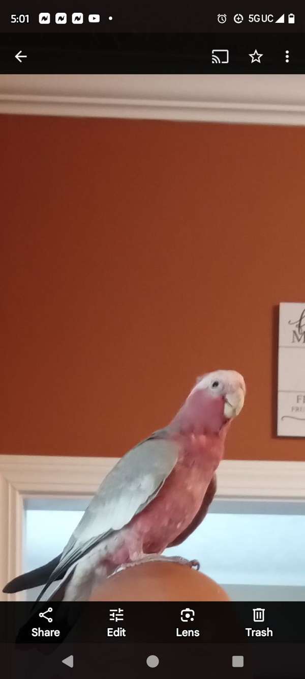 bird-for-sale-in-vanceboro-nc