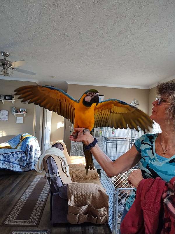 young-bird-for-sale-in-vanceboro-nc