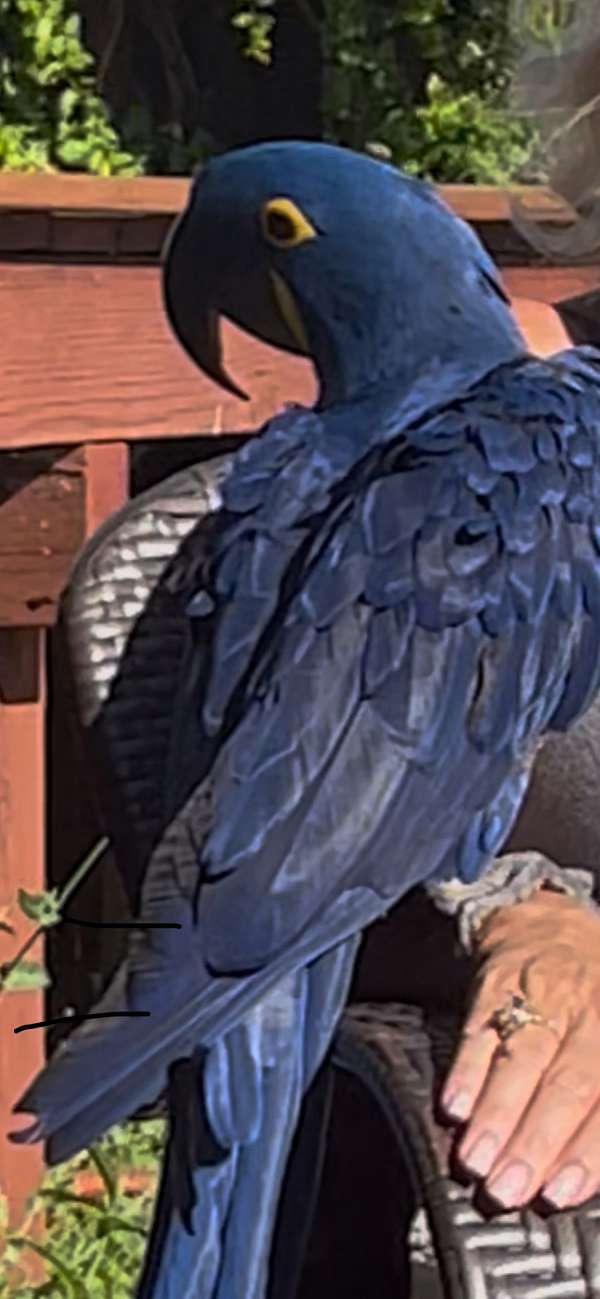 hyacinth-macaw-for-sale-in-rohnert-park-ca