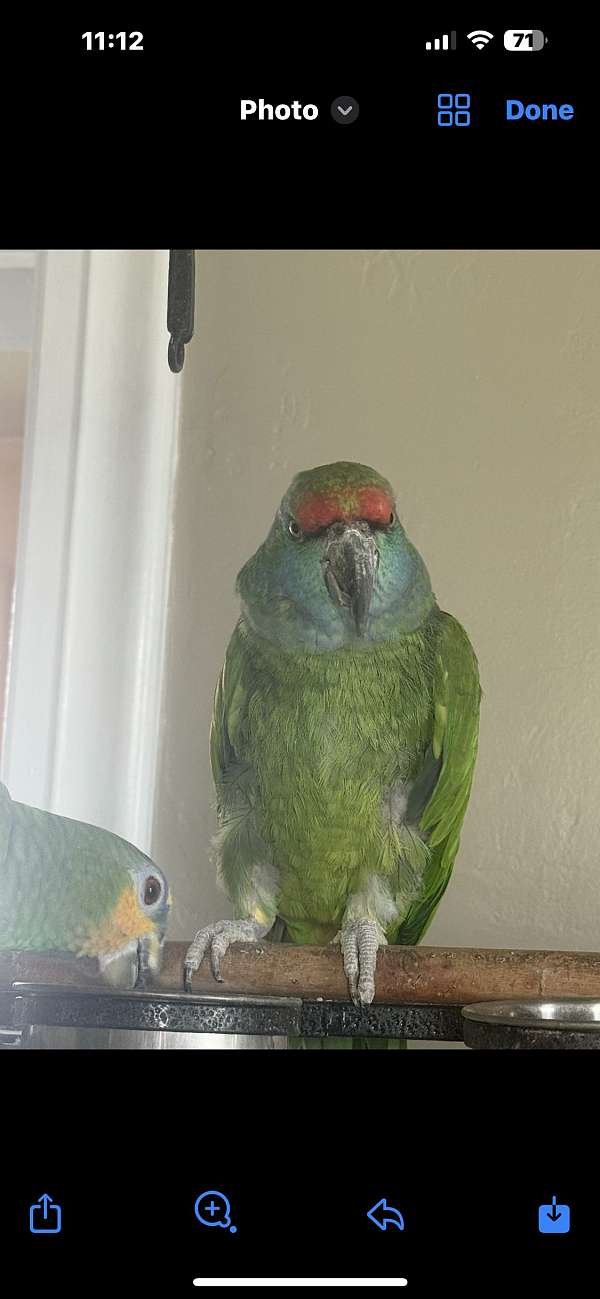 festive-amazon-parrot-for-sale-in-riverton-ut
