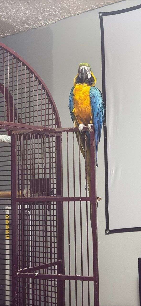 adult-bird-for-sale-in-marion-sc