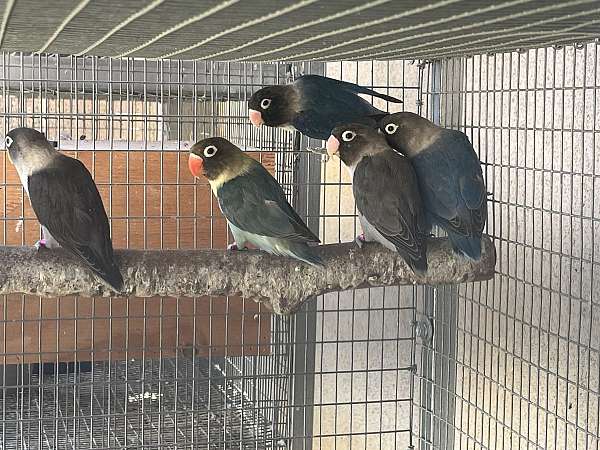 lovebird-for-sale