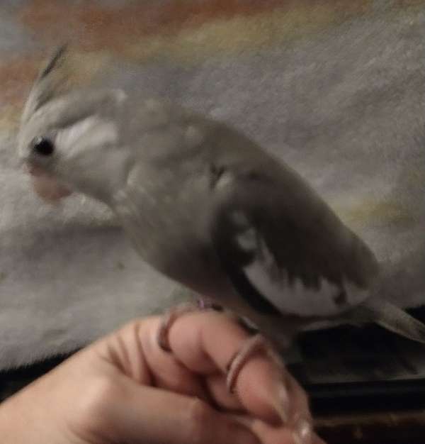 baby-bird-for-sale-in-freeland-pa