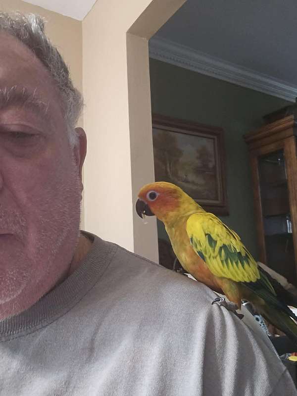sun-conure-for-sale-in-sound-beach-ny