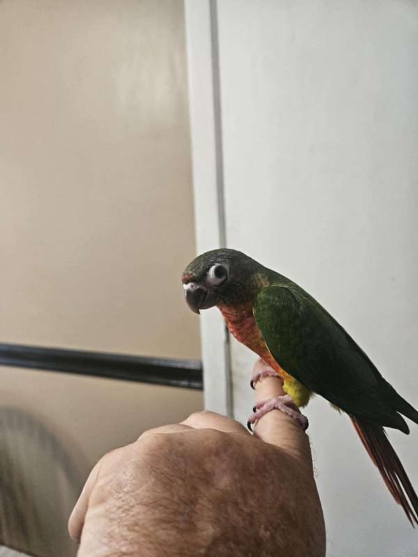 green-cheek-conure-for-sale