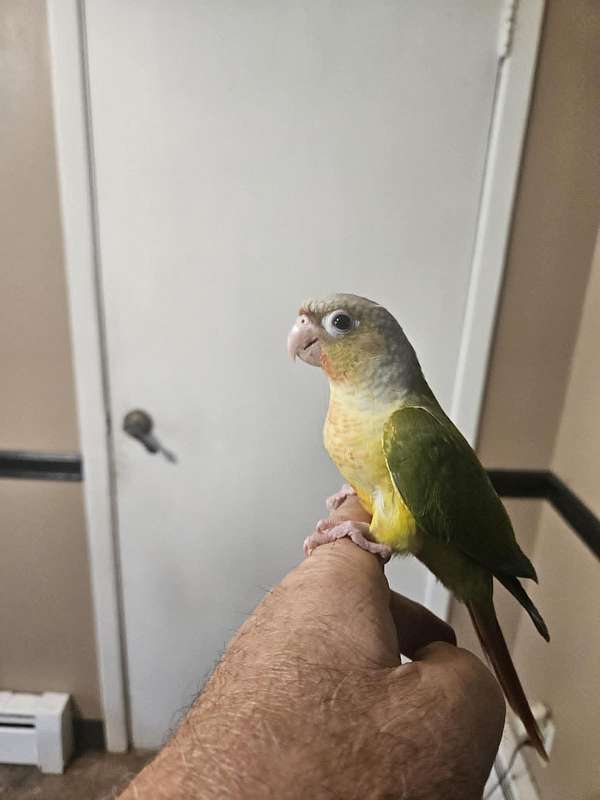 green-cheek-conure-for-sale