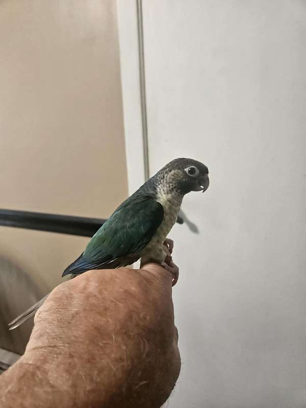 green-cheek-conure-for-sale-in-sound-beach-ny