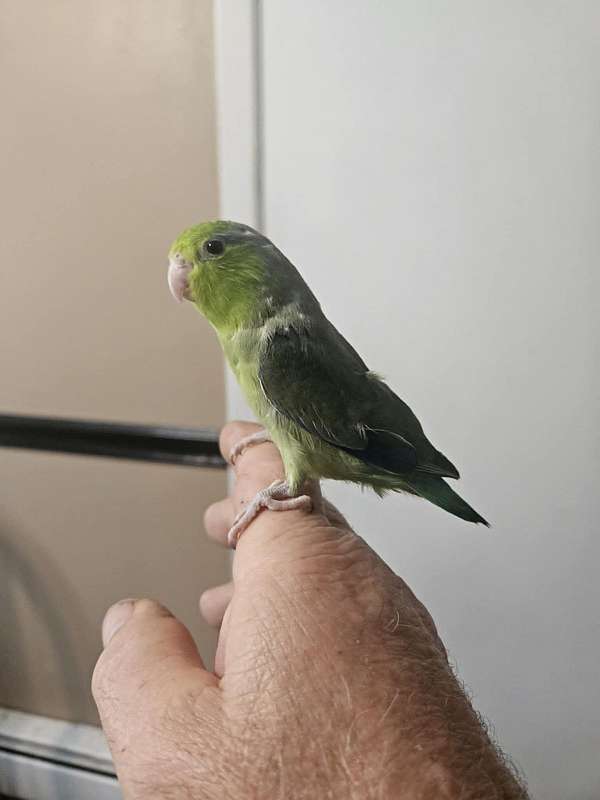 pacific-parrotlet-for-sale