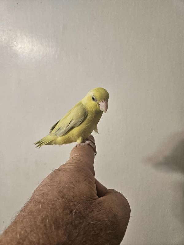 pacific-parrotlet-for-sale