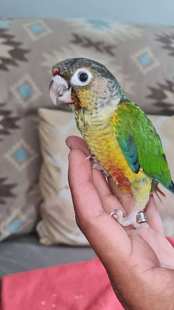 conure-for-sale