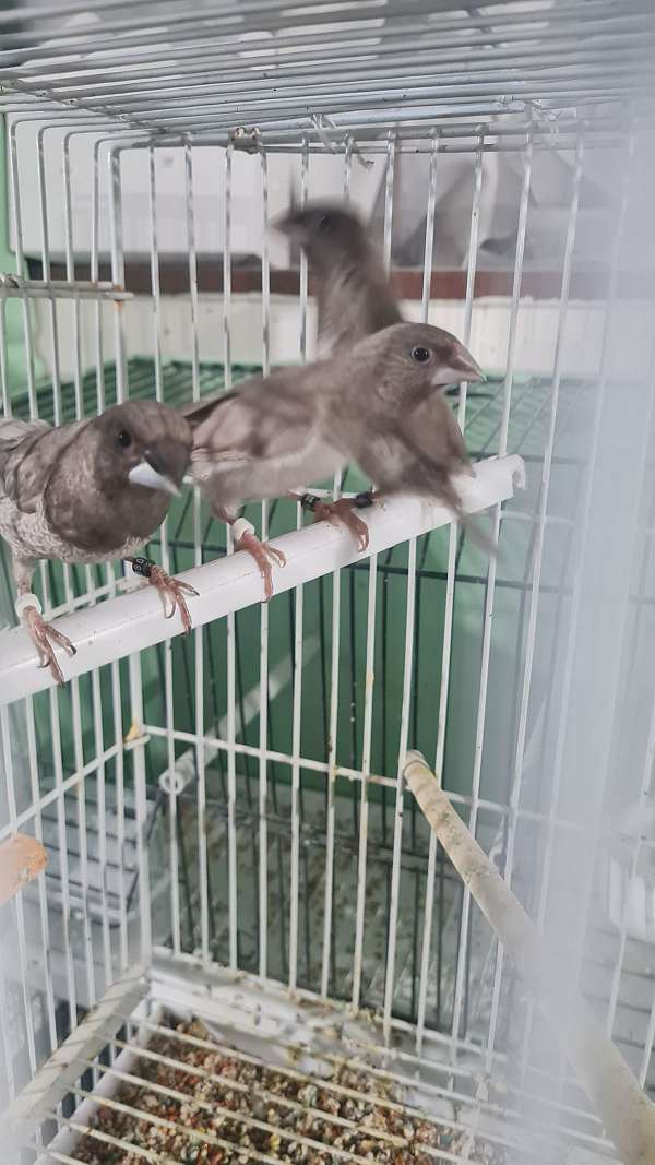 silver-society-finch-for-sale