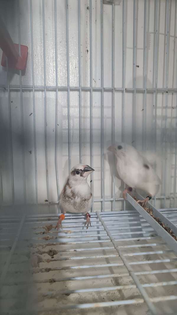 finch-for-sale