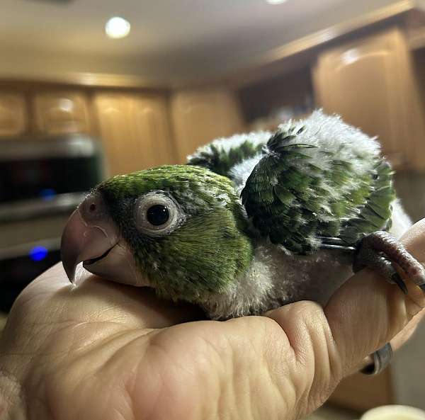 jardines-poicephalus-parrots-for-sale-in-tampa-fl