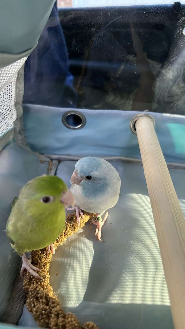 bird-for-sale-in-bessemer-city-nc